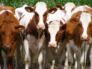 cows in herd